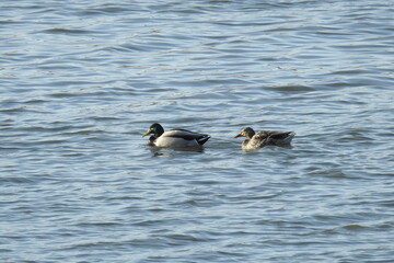 A pair of mallard ducks, male and female, swimming in the waters of Lake Isabella, in the Sierra Nevada Mountains, Kern County, California.