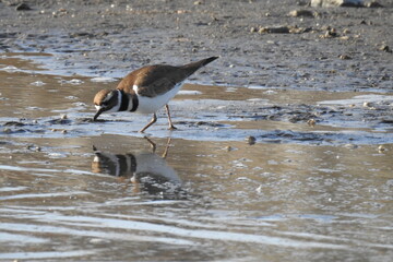 A killdeer searching the shores of Lake Isabella for insects to eat, in Kern County, California.