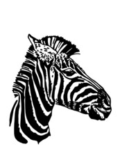 Fototapeta na wymiar Vector zebra animal on white background, striped horse