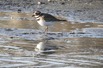A killdeer searching the shores of Lake Isabella for insects to eat, in Kern County, California.