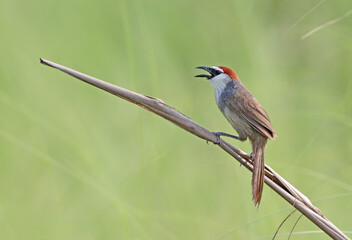 Chestnut-capped babbler. chestnut-capped babbler is a passerine bird of the family Timaliidae. 