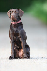 Süßer brauner Labrador