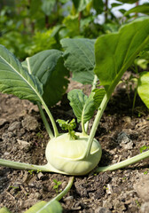 Fresh ripe head of green kohlrabi (Brassica oleracea Gongylodes Group) growing in homemade...