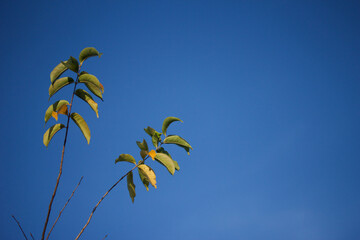 Two Branches with Leaves in the Sky