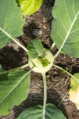 Fresh ripe head of green kohlrabi (Brassica oleracea Gongylodes Group) growing in homemade...