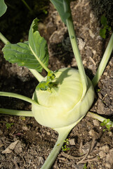 Fresh ripe head of green kohlrabi (Brassica oleracea Gongylodes Group) growing in homemade...