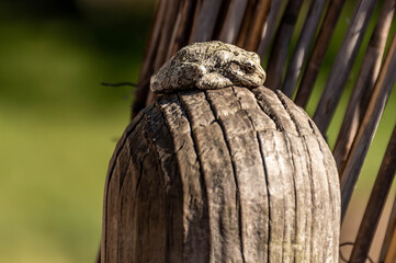 frog chilling 