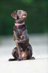 Süßer brauner Labrador