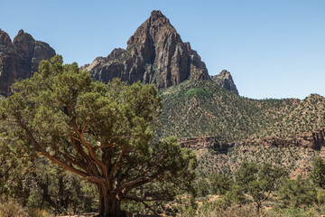 The Watchman mountain with a desert tree in front of it on a clear day with blue sky in Utah.