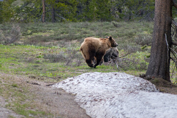 Grizzly bear mid-air while running