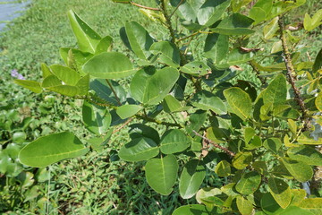 Erythrina variegata with a natural background. Also called dadap, cangkring, tiger's claw and Indian coral tree