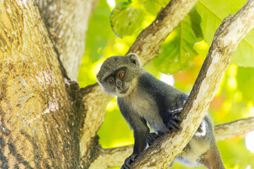 White-throated Monkey (cercopithecus albogularis) in a tree, Kenya, Africa