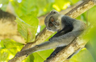 White-throated Monkey (cercopithecus albogularis) in a tree, Kenya, Africa