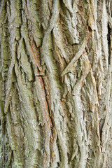 Die Rinde einer Trauerweide