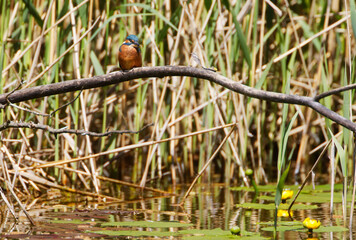 A Common Kingfisher (alcedo atthis) in the Reed, Heilbronn - Germany