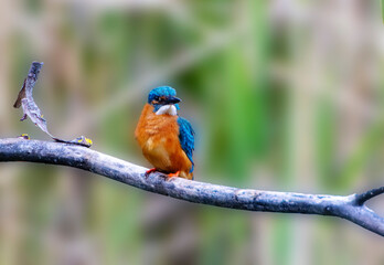 A Common Kingfisher (alcedo atthis) in the Reed, in Heilbronn, Germany