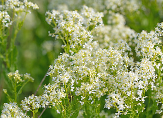 Blühende Pfeilkresse, Lepidium draba, im Frühling