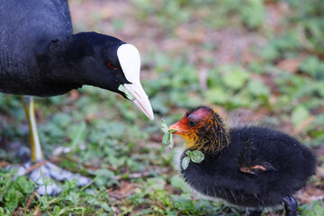 A Coot with a chick in a Park, Ziegeleipark Heilbronn, Germany, Europe -