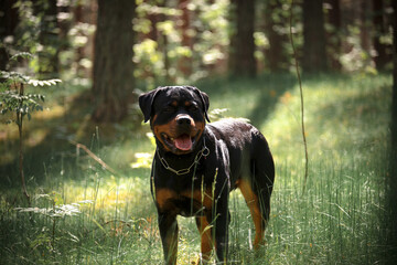 Beautiful rottweiler purebred outdoor portrait in the forest