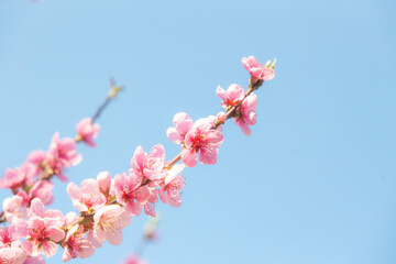 Beautiful Pink Peach Blossoms in a Garden