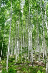 Rolgordijnen summer birch forest in Korea © Choi_ Nikolai