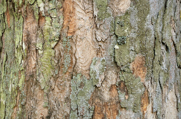 Die Borke eines Bergahorn