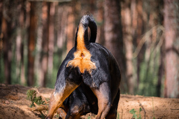 Beautiful rottweiler purebred outdoor butt and natural tail