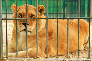 Lioness lies in the cage of zoo.
