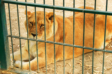 Lioness lies in the cage of zoo.