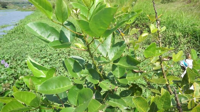 Erythrina variegata with a natural background. Also called dadap, cangkring, tiger's claw and Indian coral tree