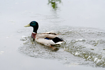 duck on the water