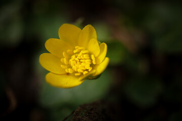 Winterling - Close up