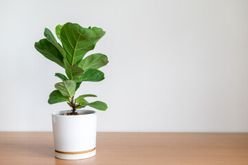 Fiddle fig tree in white pot on wooden table