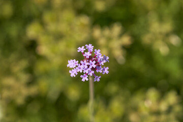 バーベナ・ボナリエンシス