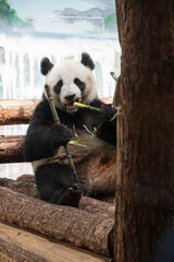 Giant panda bear ( Ailuropoda melanoleuca) eating bamboo