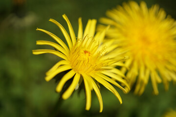 Butterblume - Close up