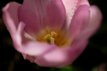 Tulpenkern - Close up