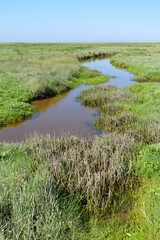 Salt bush in bay of Somme