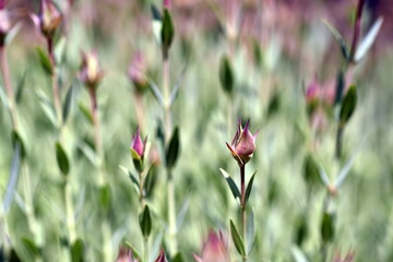 Kreuzbl&auml;ttriges Johanniskraut in einem Beet