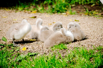 Cygnets on the towpath