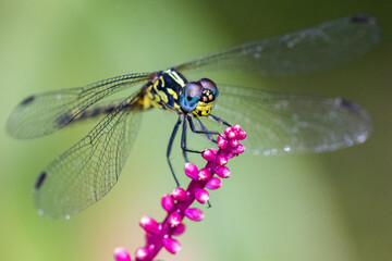 Dragonfly in Madagascar