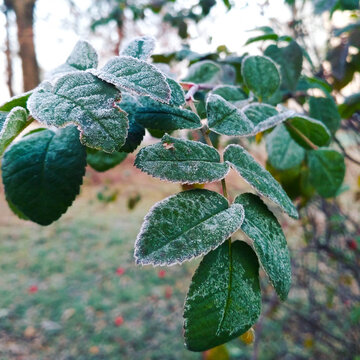 Leaves on the tree
