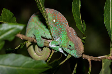 Chameleon in Madagascar