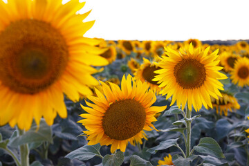 Obraz premium sunflower flowers at the evening field