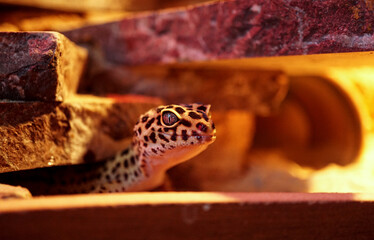 Fototapeta premium Leopardgecko männlich