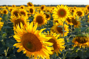 Fototapeta na wymiar sunflower flowers at the evening field