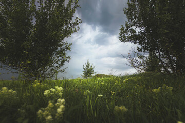Obraz na płótnie Canvas Tree on field under cloudy sky