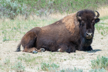 Sleeping bison