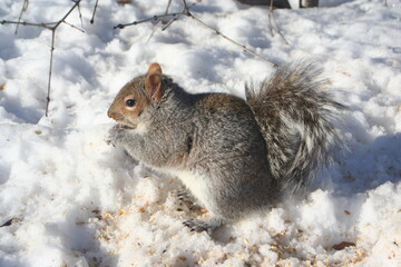 Ecureuil, Parc ANGRIGNON MONTREAL, hiver Canadien, rongeur faune nature neige