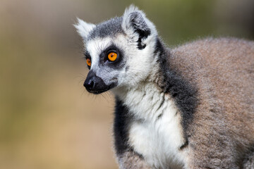 Naklejka na ściany i meble Lemur portrait in the wild